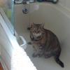 Evelyn Johnston's Domestic longhair cat - Cleo