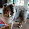 Ruth Clench's Rough Collie - Ziggy