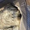 Bronagh Howell's Soft Coated Wheaten Terrier - Boudicca
