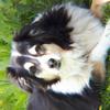 Joan Mealing's Border Collie - Bailey