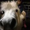 Fay  Clark's Shetland Pony - Rosie