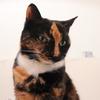 Mark Hastings's Calico - Patches