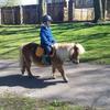 Tina Sharman's Shetland Pony - Ian