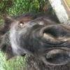 Yvonne Smith's Shetland Pony - Sparky