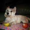 Julie Pert's West Highland White Terrier - Molly