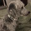 Sally Pickles's Bedlington Terrier - Phoebe
