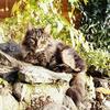Inga Yates's Norwegian Forest Cat - Tabby