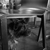 Steve Mitchell's Cairn Terrier - Bertie