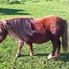 Lisa Osborne's Shetland Pony - Sasha