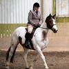 Zara Murphy's Irish Sport Horse - Apple