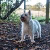 Andy Burch's Cairn Terrier - Bertie