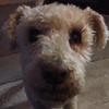 Tracy Riley's Lakeland Terrier - Lady