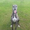 Lynne Campbell's Lurcher - Holly