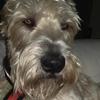 Geoff Stanley's Soft Coated Wheaten Terrier - Dexter