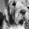 Samantha Stanley's Italian Spinone - Agnes Brown