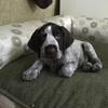Tracy Taylor's German Longhaired Pointer - Eli