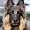 Susan Sheridan 's German Shepherd Dog (Alsatian) - Poppy