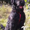 [REDACTED] [REDACTED]'s Russian Black Terrier - William