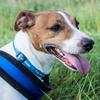 [REDACTED] [REDACTED]'s Jack Russell Terrier - (K9) Canine