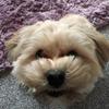 Brittany Howarth's Lhasa Apso - Teddy