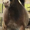 Olivia  Loder's Gypsy Vanner Horse - Manny