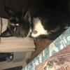 Joanna Crump's Domestic longhair cat - Trevor Crump