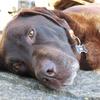 Simon Mason's Labrador Retriever - Coco