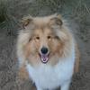 Ashley Henry's Rough Collie - Sabe