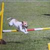 [REDACTED] [REDACTED]'s Jack Russell Terrier - Talie