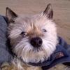 [REDACTED] [REDACTED]'s Cairn Terrier - Ruby