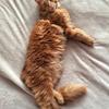 Vicky Boulton's Maine Coon - Chester