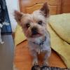 Robyn Woods's Yorkshire Terrier - Tuppy
