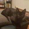 Amy Naves's Domestic longhair cat - Harper Lee
