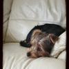 Grahame Robertson's Yorkshire Terrier - Louis