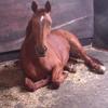 Tracy Douglass's Hanoverian Horse - Newby (Western Star)