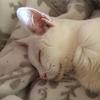 Hayley Cockayne's Domestic longhair cat - Brancy