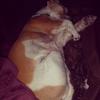 Sarah Macdonald's Jack Russell Terrier - Pip