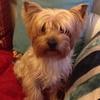 Eva Myers's Yorkshire Terrier - Teddy