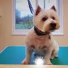 Nita Grant's West Highland White Terrier - Marco