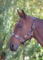 Blenheim Pink/Natural/Navy Leather Polo Headcollar