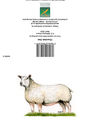 Kevin Milner Countryside Cards Charolais Ewe