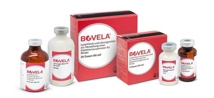 Bovela lyophilisate and solvent for suspension for injection for cattle
