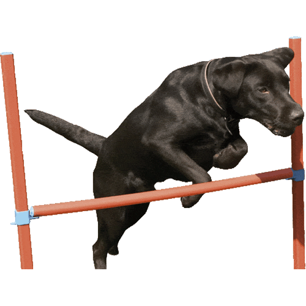 Rosewood Agility Hurdle Jump for Dogs
