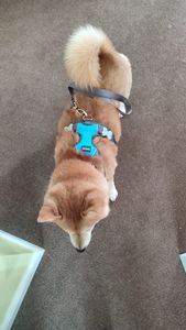 Image for review Red Dingo blue harness