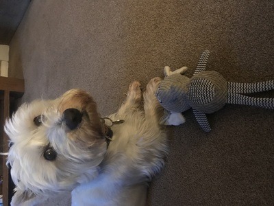 Image for review A must for my westie
