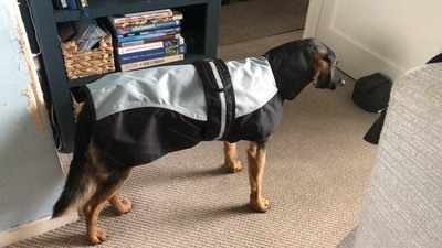 Image for review Great dog coat