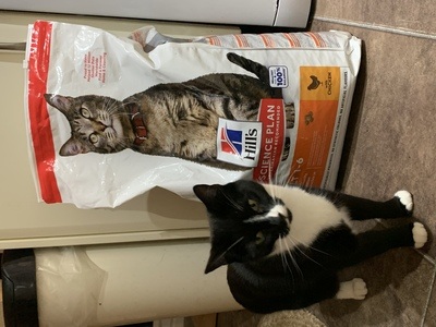 Image for review My cats all LOVE this food!! 😻