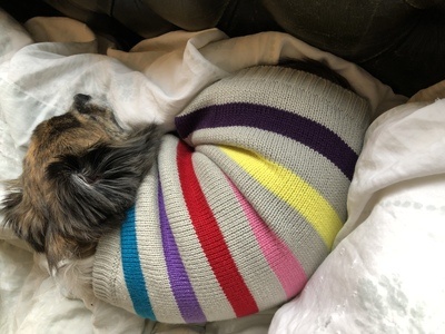 Image for review Striped dog jumper