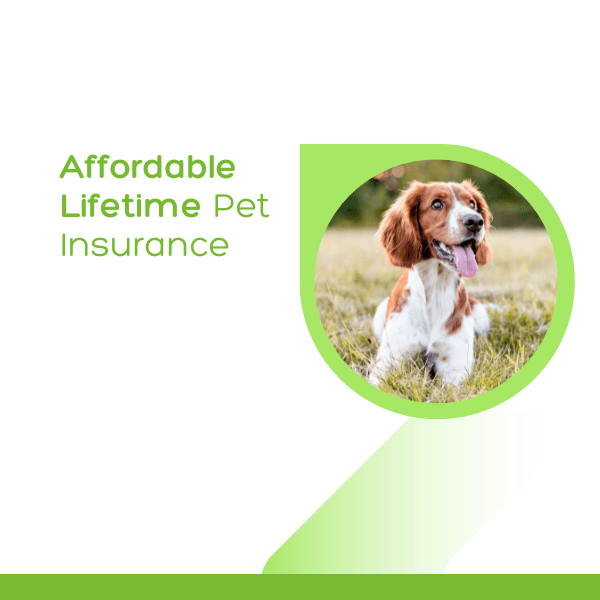 Pet Protect Insurance | VioVet