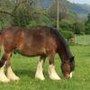 Rhian Edwards's Clydesdale Horse - Goliath